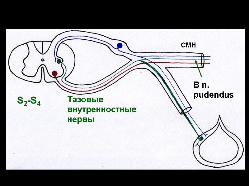 Тазовые внутренностные нервы СМН В n. pudendus S2-S4